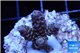 Acropora purple blue Indonesia 2-3 cm WYSIWYG acclimaté