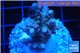 Acropora purple blue Indonesia 2-4 cm WYSIWYG acclimaté