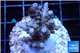 Acropora purple blue Indonesia 2-4 cm WYSIWYG acclimaté