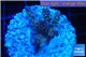 Acropora purple blue Indonesia 2-4 cm WYSIWYG acclimaté