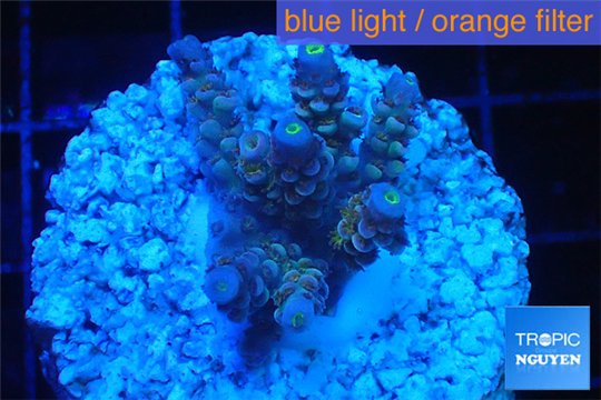 Acropora purple blue Indonesia 2-4 cm WYSIWYG acclimaté