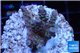Acropora purple blue Indonesia 2-4 cm WYSIWYG acclimaté