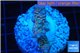 Acropora rainbow Indonesia 2-4 cm WYSIWYG acclimaté