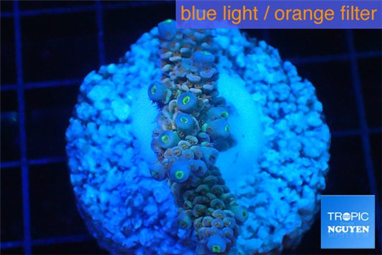 Acropora rainbow Indonesia 2-4 cm WYSIWYG acclimaté