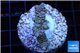 Acropora rainbow Indonesia 2-4 cm WYSIWYG acclimaté