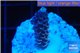 Acropora purple blue Indonesia 1-2 cm WYSIWYG acclimaté