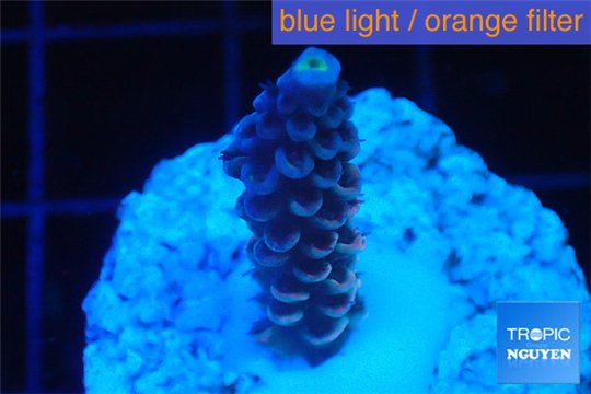 Acropora purple blue Indonesia 1-2 cm WYSIWYG acclimaté