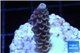 Acropora purple blue Indonesia 1-2 cm WYSIWYG acclimaté