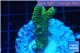 Acropora gold Indonesia 2-4 cm WYSIWYG acclimaté