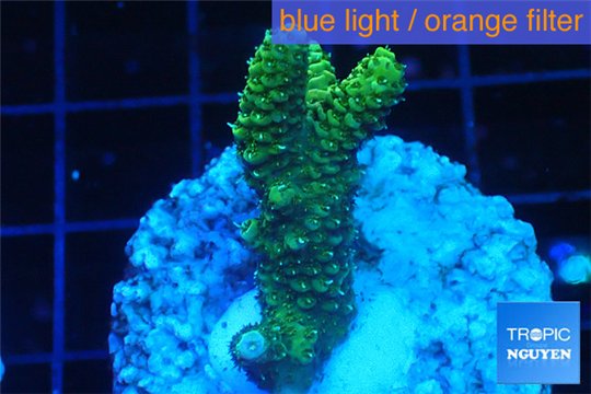 Acropora gold Indonesia 2-4 cm WYSIWYG acclimaté