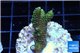 Acropora gold Indonesia 2-4 cm WYSIWYG acclimaté
