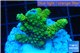 Acropora gold Indonesia 2-4 cm WYSIWYG acclimaté