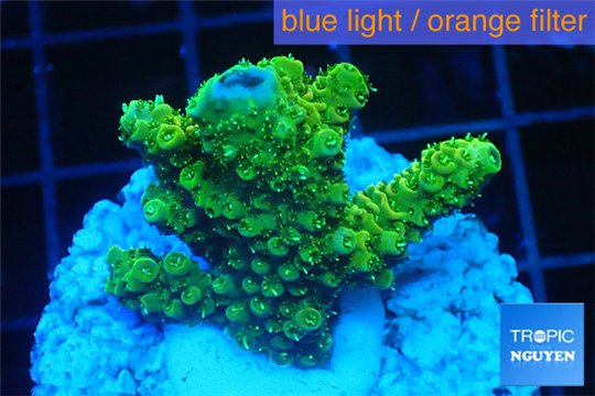 Acropora gold Indonesia 2-4 cm WYSIWYG acclimaté