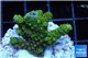 Acropora gold Indonesia 2-4 cm WYSIWYG acclimaté