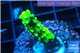 Acropora neon green damaged 1-2 cm WYSIWYG acclimaté
