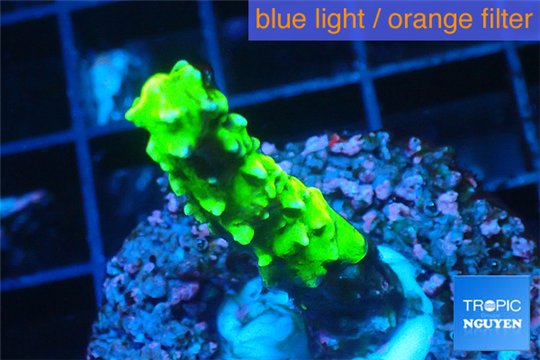 Acropora neon green damaged 1-2 cm WYSIWYG acclimaté