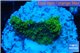 Acropora gold Indonesia 2-3 cm WYSIWYG acclimaté