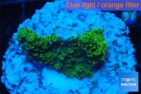Acropora gold Indonesia 2-3 cm WYSIWYG acclimaté