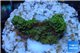 Acropora gold Indonesia 2-3 cm WYSIWYG acclimaté