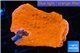 Montipora capricornis red 3-4 cm WYSIWYG acclimaté