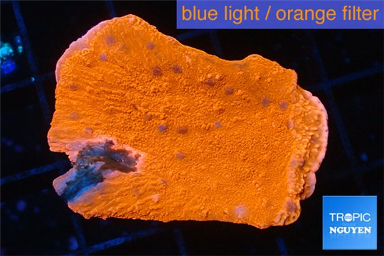 Montipora capricornis red 3-4 cm WYSIWYG acclimaté