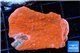 Montipora capricornis red 3-4 cm WYSIWYG acclimaté