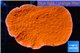 Montipora capricornis red 3-4 cm WYSIWYG acclimaté