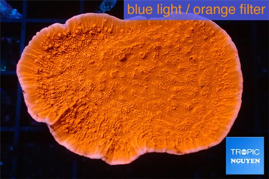 Montipora capricornis red 3-4 cm WYSIWYG acclimaté