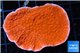 Montipora capricornis red 3-4 cm WYSIWYG acclimaté