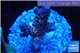 Acropora purple blue Indonesia 2-4 cm WYSIWYG acclimaté