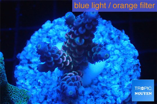 Acropora purple blue Indonesia 2-4 cm WYSIWYG acclimaté