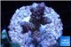 Acropora purple blue Indonesia 2-4 cm WYSIWYG acclimaté