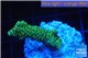 Acropora gold Indonesia 2-4 cm WYSIWYG acclimaté