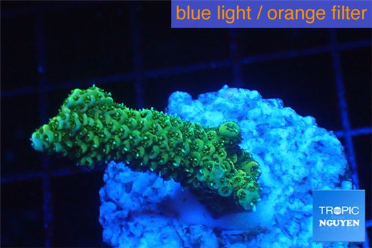 Acropora gold Indonesia 2-4 cm WYSIWYG acclimaté