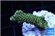 Acropora gold Indonesia 2-4 cm WYSIWYG acclimaté