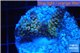 Acropora rainbow Indonesia 2-4 cm WYSIWYG acclimaté