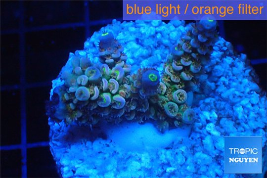 Acropora rainbow Indonesia 2-4 cm WYSIWYG acclimaté