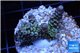 Acropora rainbow Indonesia 2-4 cm WYSIWYG acclimaté