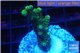 Acropora gold Indonesia 3-4 cm WYSIWYG acclimaté