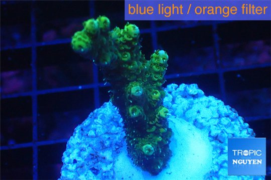 Acropora gold Indonesia 3-4 cm WYSIWYG acclimaté
