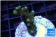 Acropora gold Indonesia 3-4 cm WYSIWYG acclimaté