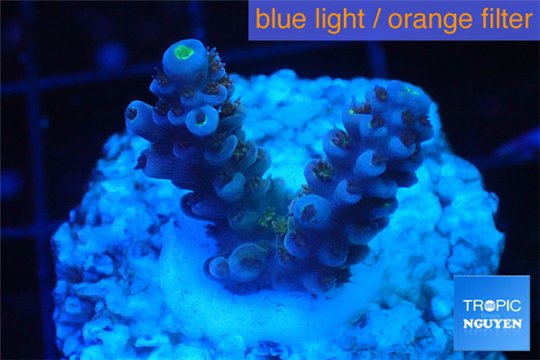 Acropora purple blue Indonesia 1-3 cm WYSIWYG acclimaté
