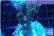 Acropora gold Indonesia 3-5 cm WYSIWYG acclimaté