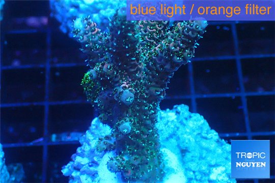 Acropora gold Indonesia 3-5 cm WYSIWYG acclimaté