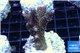 Acropora gold Indonesia 3-5 cm WYSIWYG acclimaté