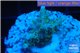 Acropora purple gold Indonesia 1-3 cm WYSIWYG acclimaté