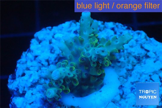 Acropora purple gold Indonesia 1-3 cm WYSIWYG acclimaté