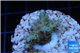Acropora purple gold Indonesia 1-3 cm WYSIWYG acclimaté