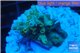 Acropora purple gold Indonesia 1-3 cm WYSIWYG acclimaté