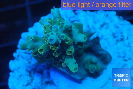 Acropora purple gold Indonesia 1-3 cm WYSIWYG acclimaté